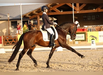 PRE Mix, Hengst, 10 Jaar, 165 cm, Bruin