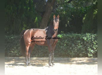 PRE Mix, Hengst, 10 Jaar, 165 cm, Bruin