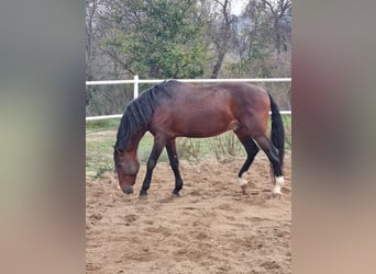 PRE, Hengst, 10 Jaar, 165 cm, Roodbruin