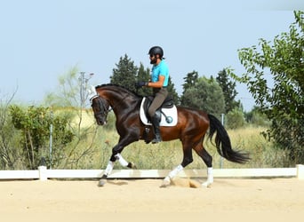 PRE, Hengst, 10 Jaar, 165 cm, Roodbruin