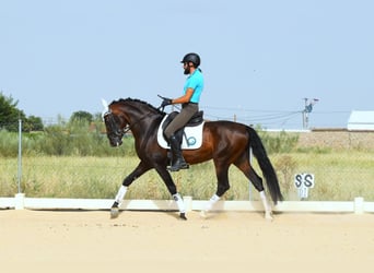 PRE, Hengst, 10 Jaar, 165 cm, Roodbruin