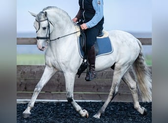 PRE, Hengst, 10 Jaar, 166 cm, Schimmel