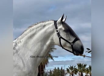 PRE Mix, Hengst, 10 Jaar, 167 cm, Wit