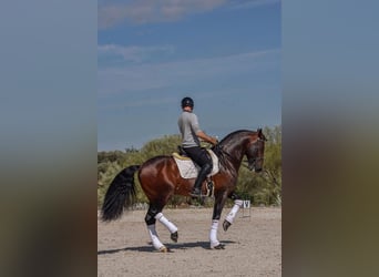 PRE, Hengst, 10 Jaar, 168 cm, Bruin