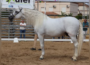 PRE Mix, Hengst, 10 Jaar, 170 cm, Wit