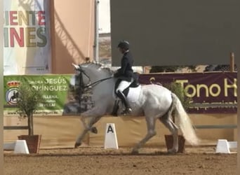 PRE Mix, Hengst, 10 Jaar, 170 cm, Wit