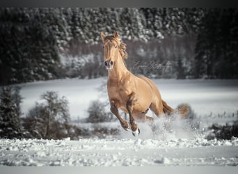 PRE, Hengst, 10 Jaar, 171 cm, Pearl