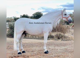 PRE Mix, Hengst, 10 Jaar, 171 cm, Wit