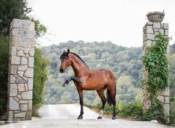 PRE Mix, Hengst, 10 Jaar, 173 cm, Roodbruin