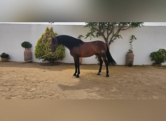 PRE, Hengst, 10 Jaar, 174 cm, Donkerbruin