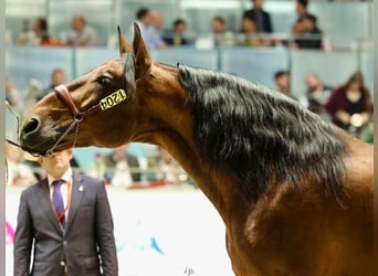 PRE Mix, Hengst, 10 Jaar, 175 cm, Roodbruin