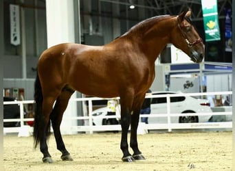 PRE Mix, Hengst, 10 Jaar, 175 cm, Roodbruin