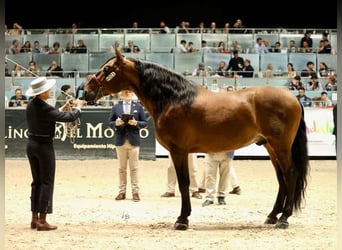 PRE Mix, Hengst, 10 Jaar, 175 cm, Roodbruin