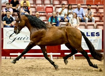 PRE Mix, Hengst, 10 Jaar, 175 cm, Roodbruin