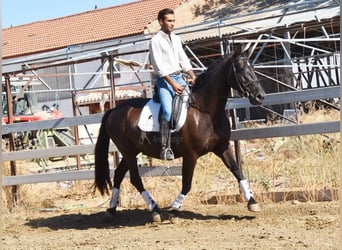 PRE, Hengst, 10 Jahre, 160 cm, Rappe