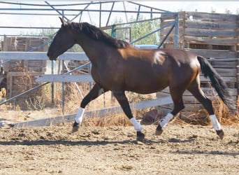 PRE, Hengst, 10 Jahre, 160 cm, Rappe