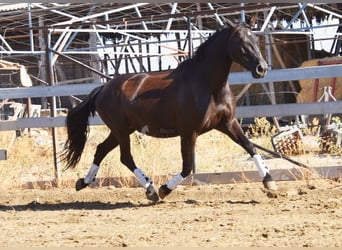 PRE, Hengst, 10 Jahre, 160 cm, Rappe