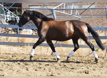 PRE, Hengst, 10 Jahre, 160 cm, Rappe