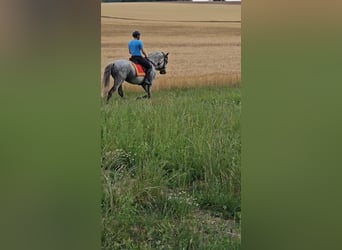 PRE Mix, Hengst, 10 Jahre, 160 cm, Schimmel