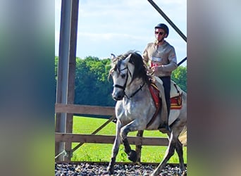 PRE Mix, Hengst, 10 Jahre, 160 cm, Schimmel