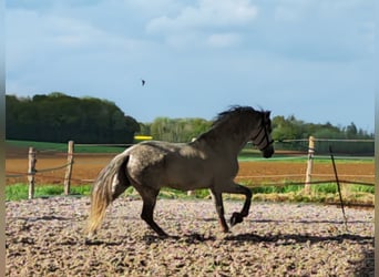 PRE Mix, Hengst, 10 Jahre, 160 cm, Schimmel