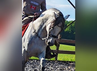 PRE Mix, Hengst, 10 Jahre, 160 cm, Schimmel