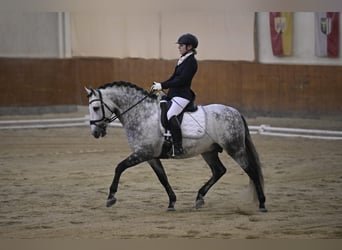 PRE Mix, Hengst, 10 Jahre, 161 cm, Apfelschimmel