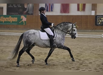 PRE Mix, Hengst, 10 Jahre, 161 cm, Apfelschimmel