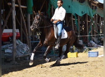 PRE, Hengst, 10 Jahre, 162 cm, Rappe