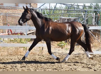 PRE, Hengst, 10 Jahre, 162 cm, Rappe