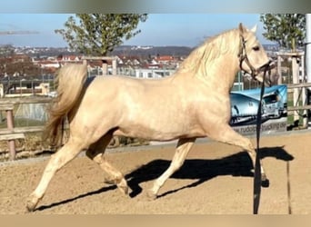 PRE, Hengst, 10 Jahre, 164 cm