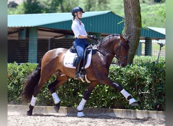 PRE Mix, Hengst, 10 Jahre, 165 cm, Brauner