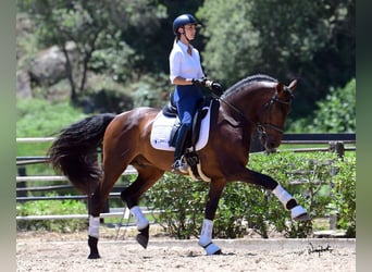 PRE Mix, Hengst, 10 Jahre, 165 cm, Brauner