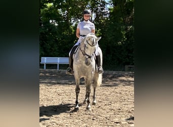 PRE, Hengst, 10 Jahre, 165 cm, Schimmel