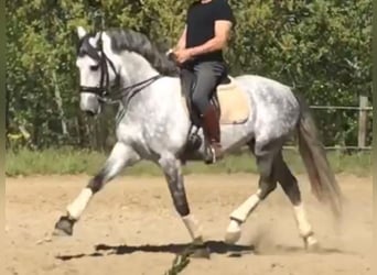 PRE Mix, Hengst, 10 Jahre, 165 cm, Schimmel