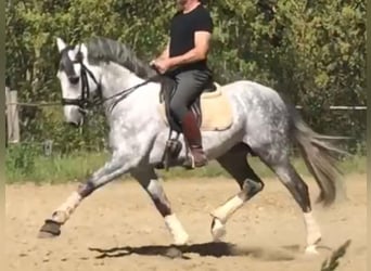 PRE Mix, Hengst, 10 Jahre, 165 cm, Schimmel