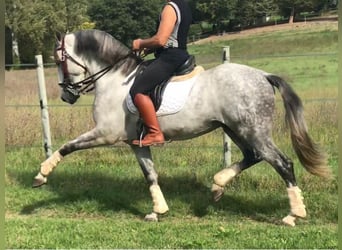 PRE Mix, Hengst, 10 Jahre, 165 cm, Schimmel