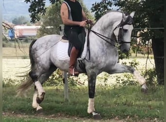 PRE Mix, Hengst, 10 Jahre, 165 cm, Schimmel
