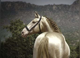 PRE Mix, Hengst, 10 Jahre, 167 cm, Perlino