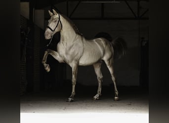 PRE Mix, Hengst, 10 Jahre, 167 cm, Perlino