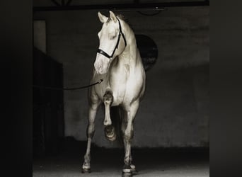 PRE Mix, Hengst, 10 Jahre, 167 cm, Perlino