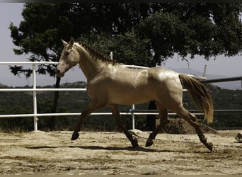 PRE Mix, Hengst, 10 Jahre, 167 cm, Perlino