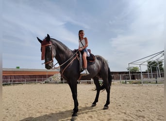 PRE Mix, Hengst, 10 Jahre, 168 cm, Rappe