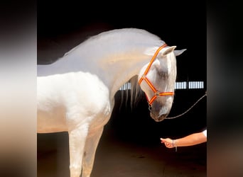 PRE Mix, Hengst, 10 Jahre, 170 cm, White