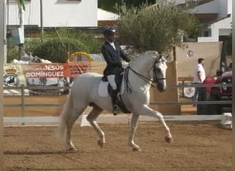 PRE Mix, Hengst, 10 Jahre, 170 cm, White