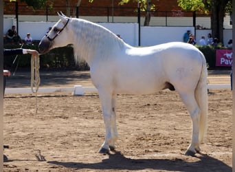 PRE Mix, Hengst, 10 Jahre, 170 cm, White