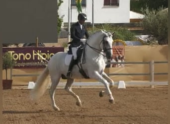 PRE Mix, Hengst, 10 Jahre, 170 cm, White