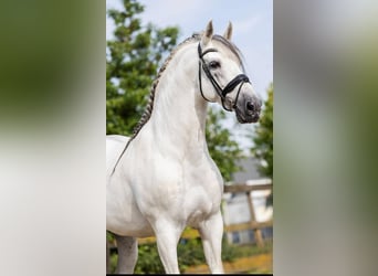 PRE Mix, Hengst, 10 Jahre, 173 cm, Schimmel