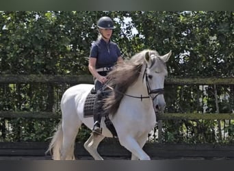PRE Mix, Hengst, 10 Jahre, 173 cm, Schimmel