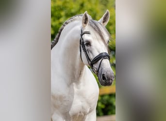 PRE Mix, Hengst, 10 Jahre, 173 cm, Schimmel
